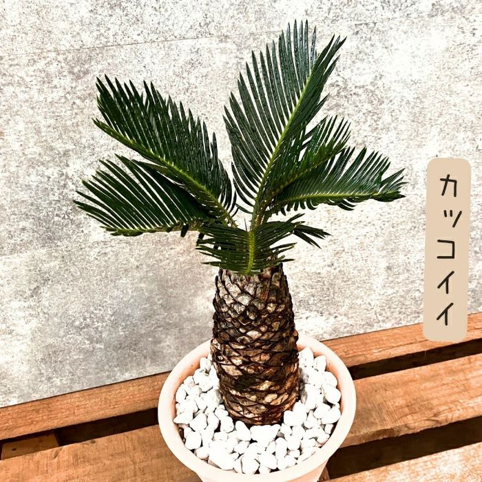 観葉植物現品販売