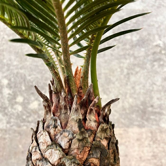 観葉植物現品販売