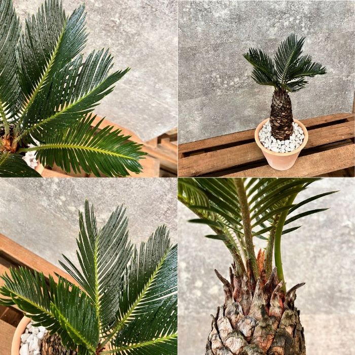 観葉植物現品販売