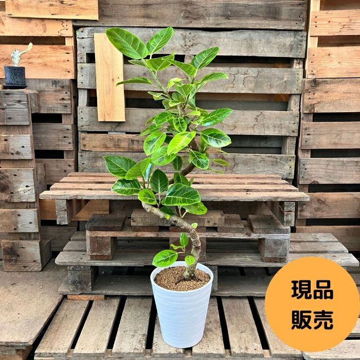 観葉植物現品販売