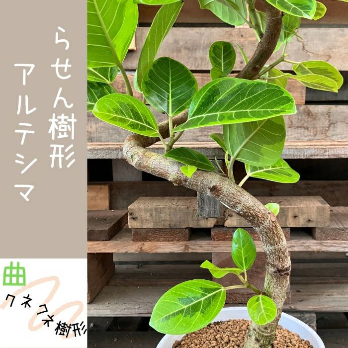 観葉植物現品販売
