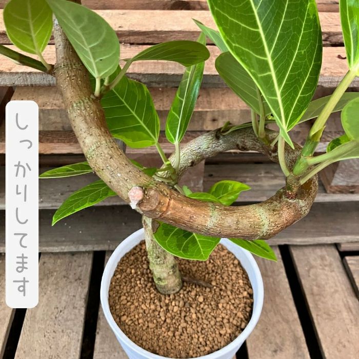 観葉植物現品販売