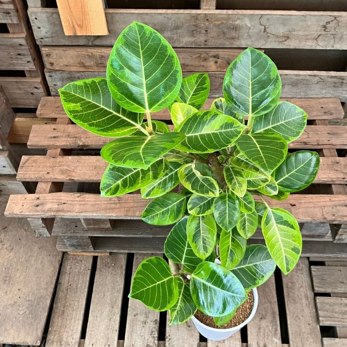 観葉植物現品販売