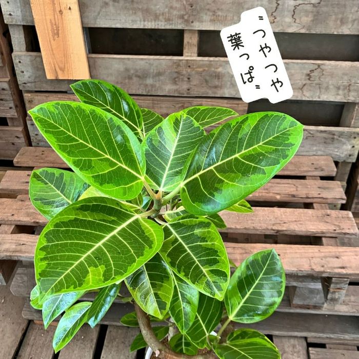 観葉植物現品販売