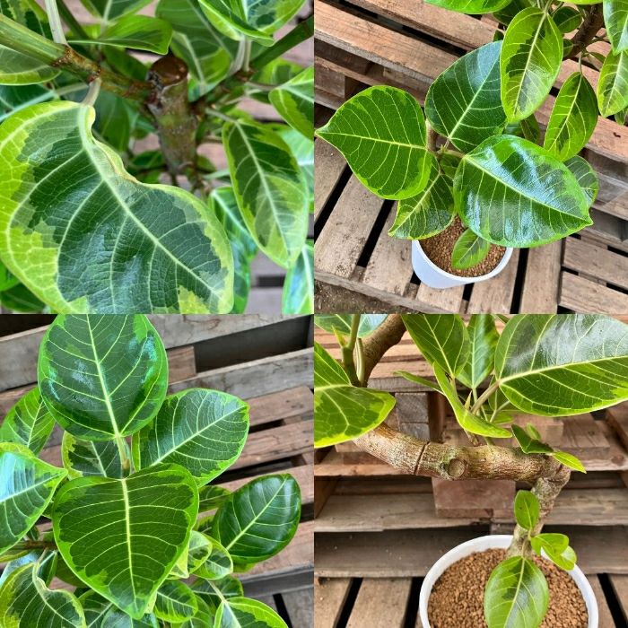 観葉植物現品販売