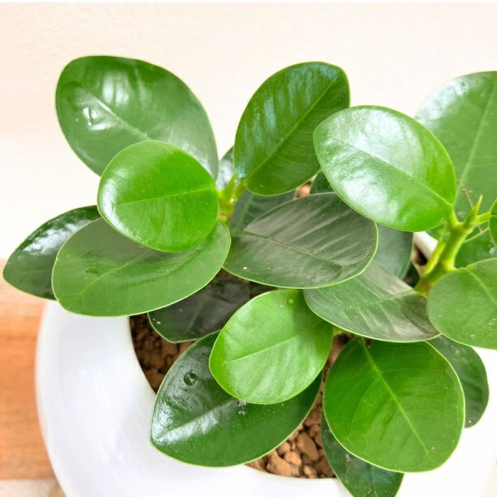 観葉植物現品販売