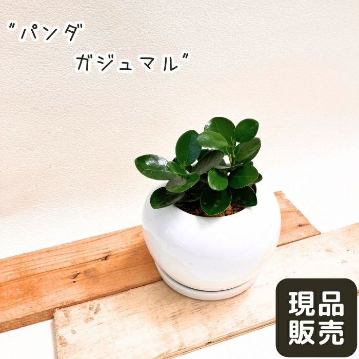 観葉植物現品販売