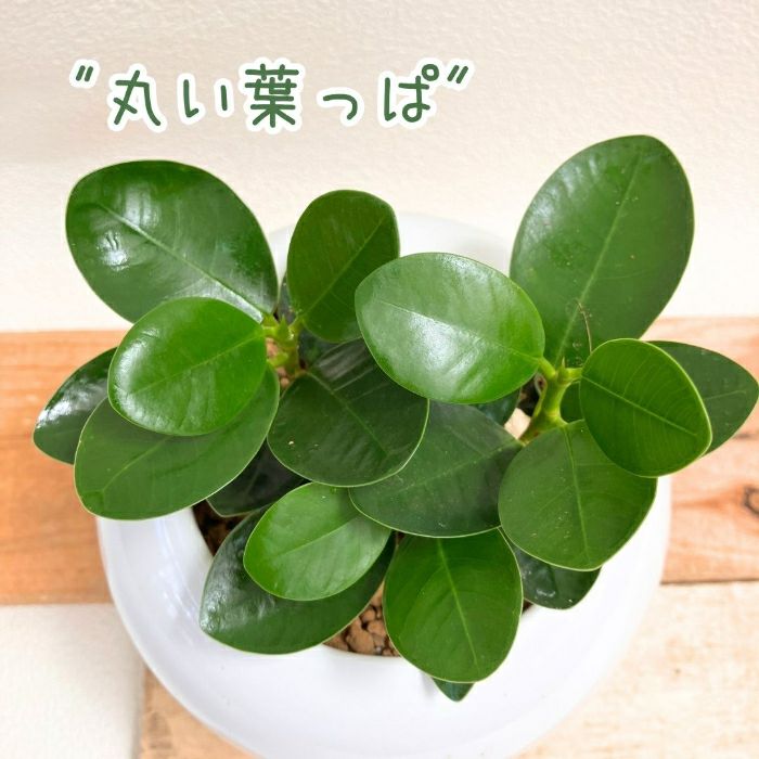 観葉植物現品販売