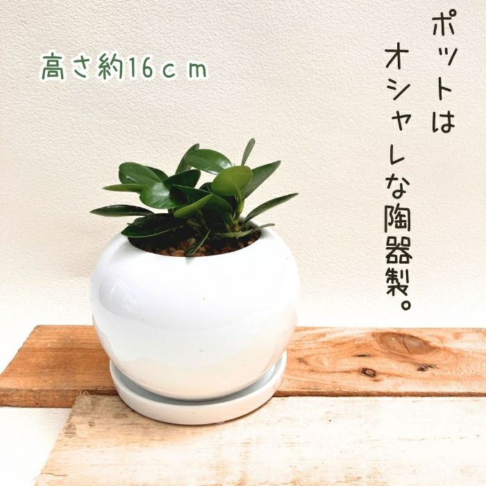 観葉植物現品販売