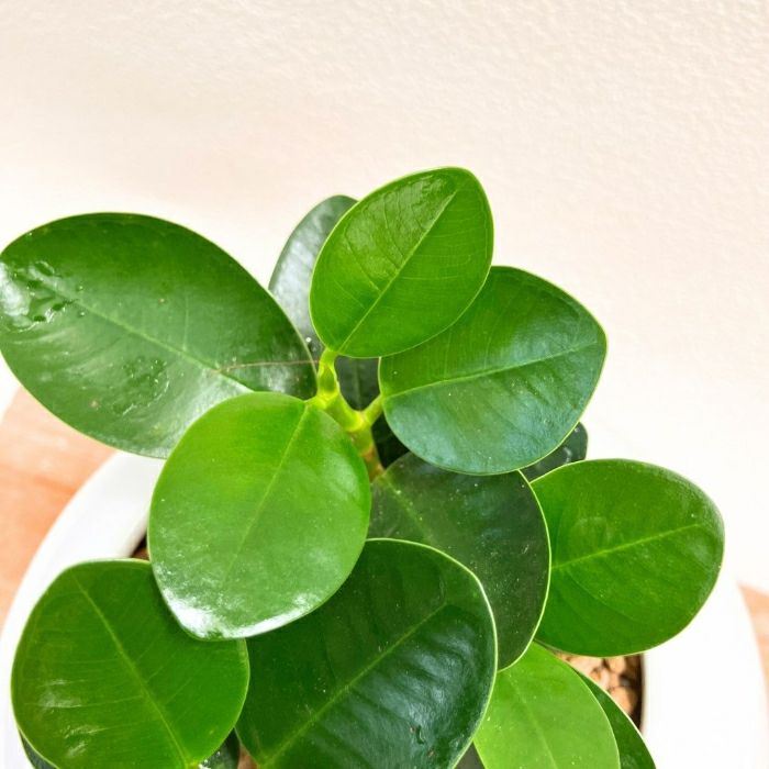 観葉植物現品販売