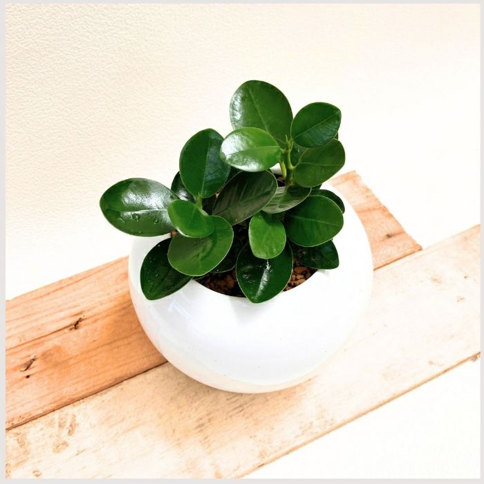 観葉植物現品販売