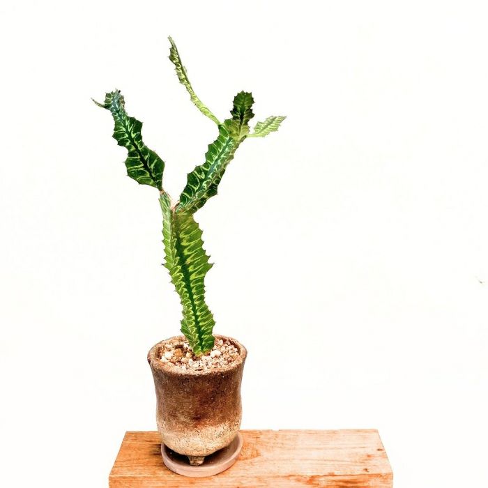 観葉植物現品販売