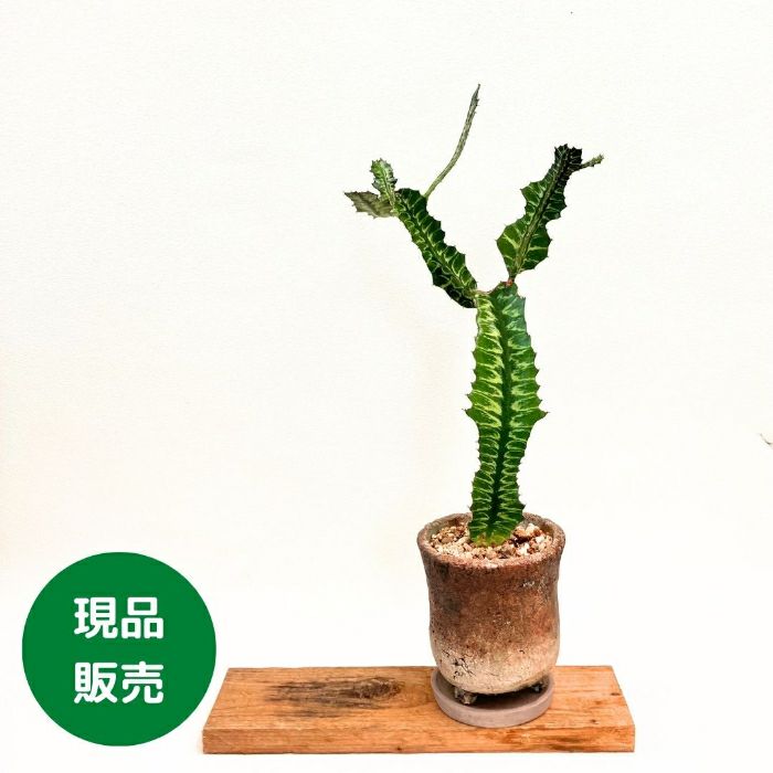 観葉植物現品販売