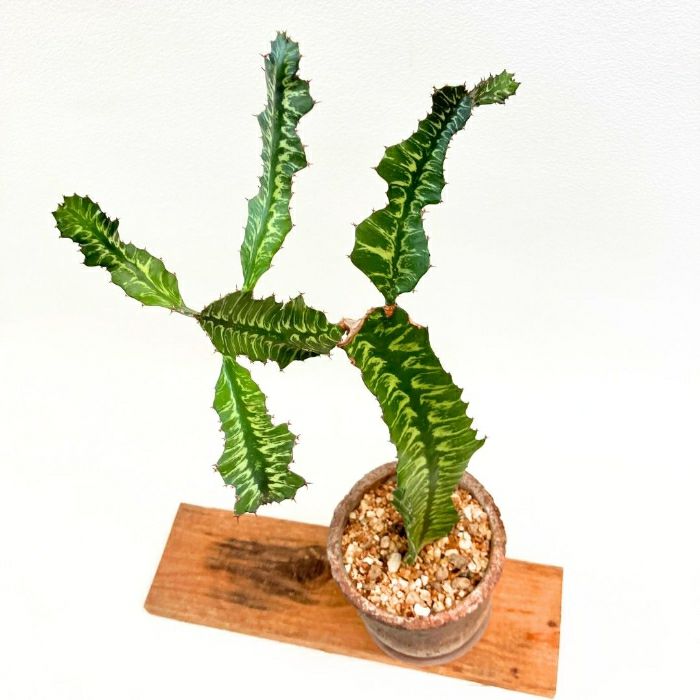 観葉植物現品販売