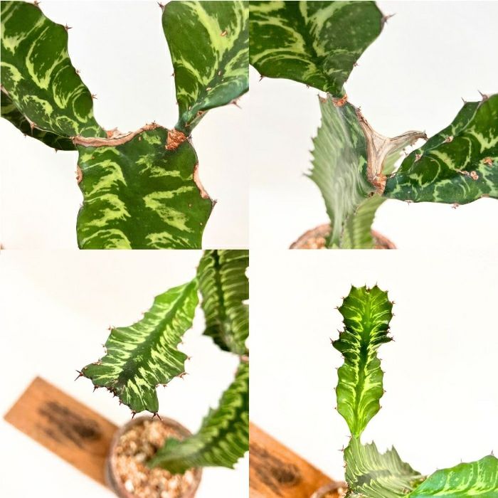 観葉植物現品販売