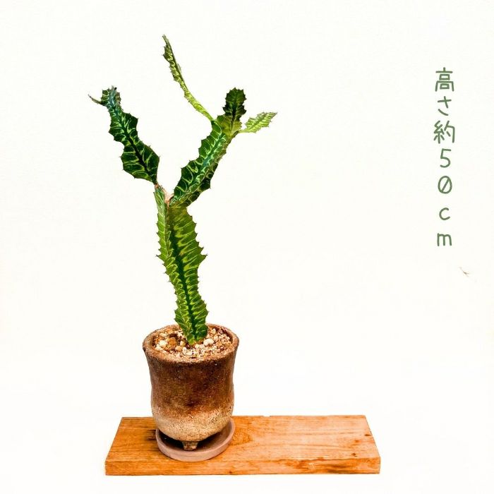 観葉植物現品販売