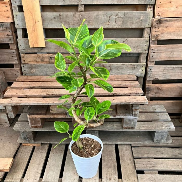 観葉植物現品販売