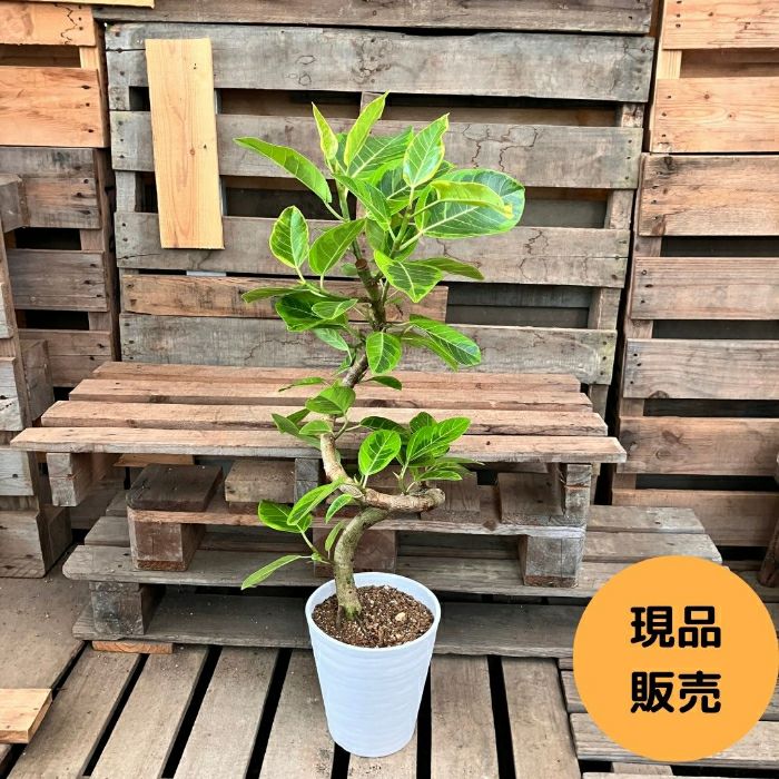 観葉植物現品販売