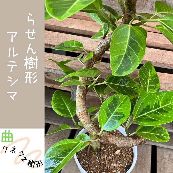 観葉植物現品販売