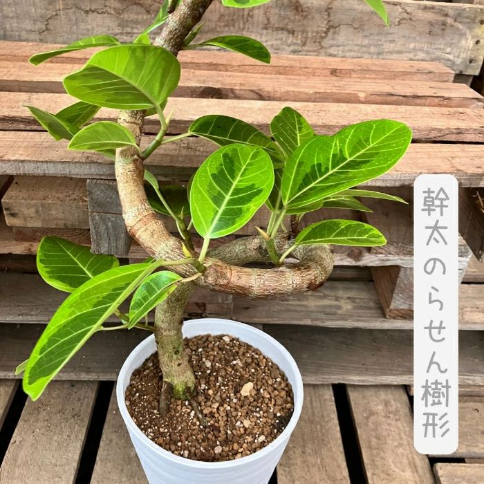 観葉植物現品販売