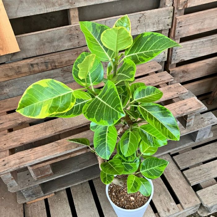 観葉植物現品販売
