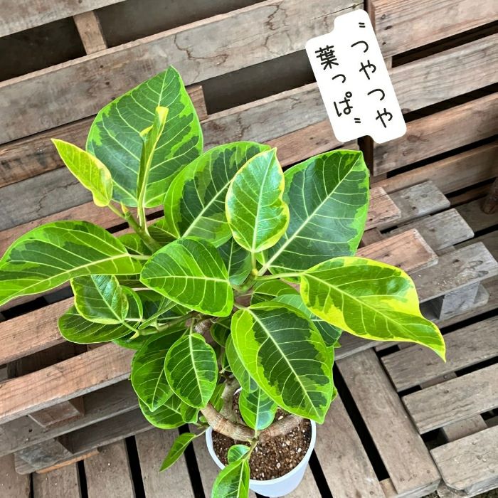 観葉植物現品販売