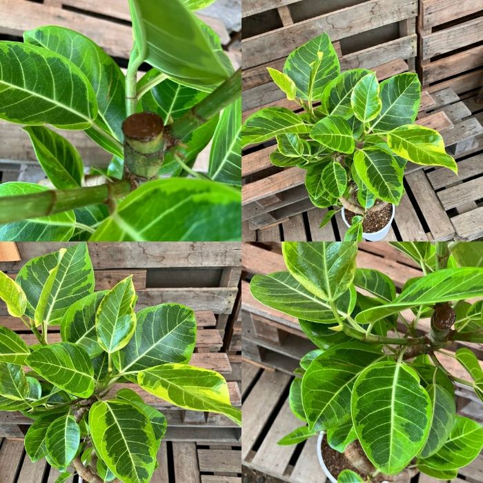 観葉植物現品販売