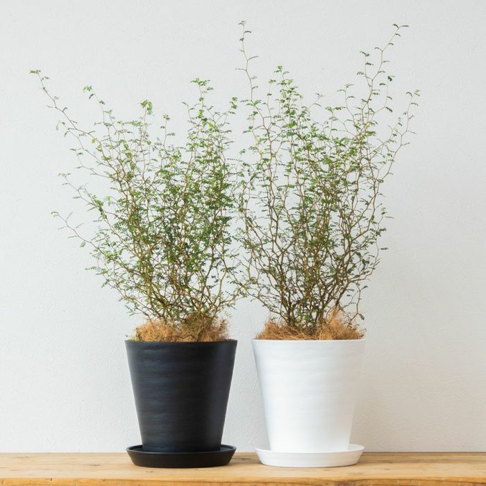 ソフォラ・リトルベイビー 6号 セラアート鉢 観葉植物