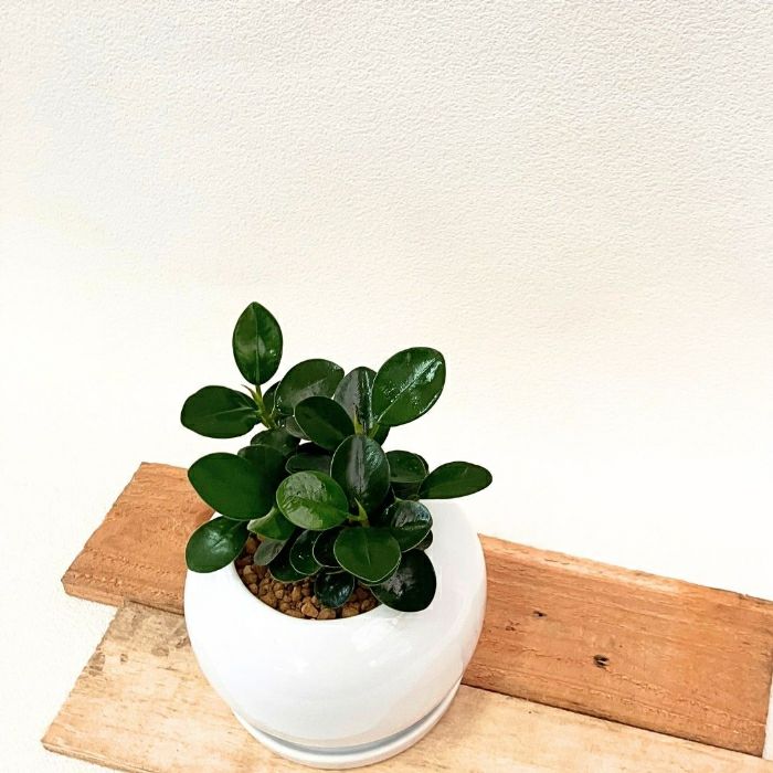 観葉植物現品販売