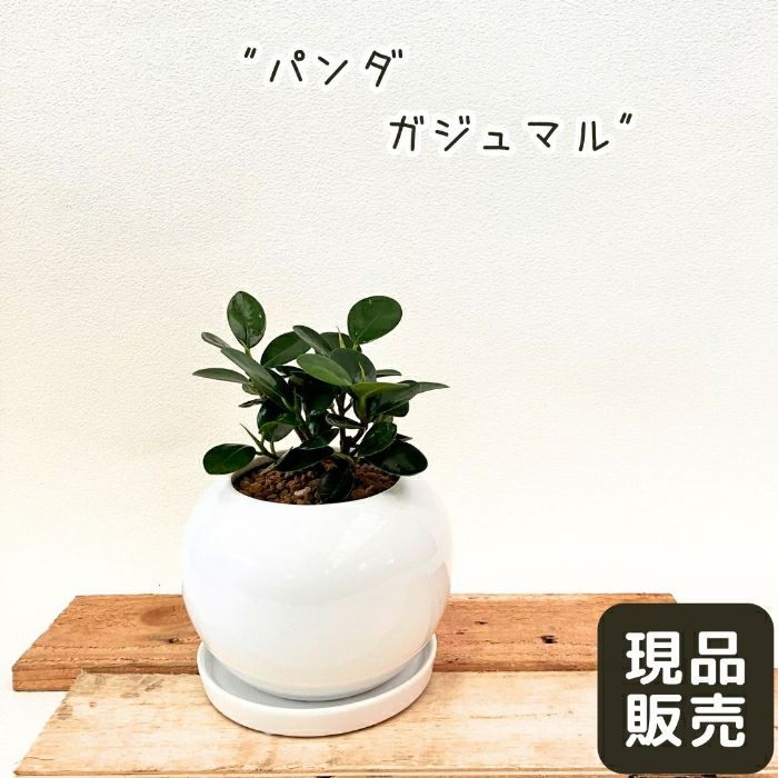 観葉植物現品販売