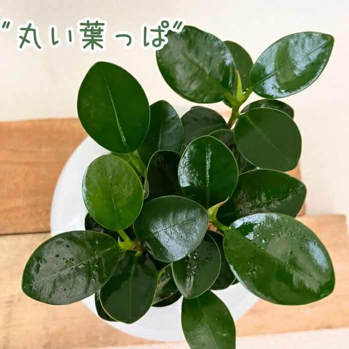 観葉植物現品販売