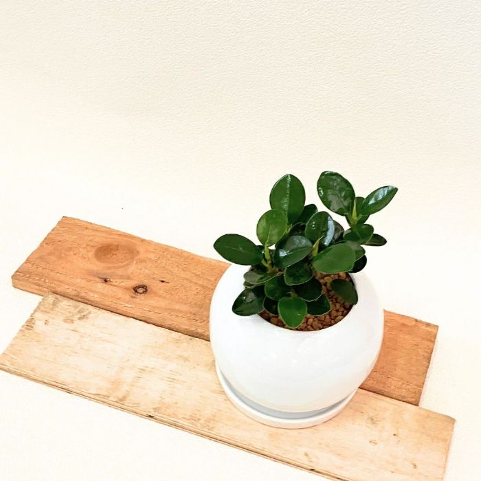 観葉植物現品販売