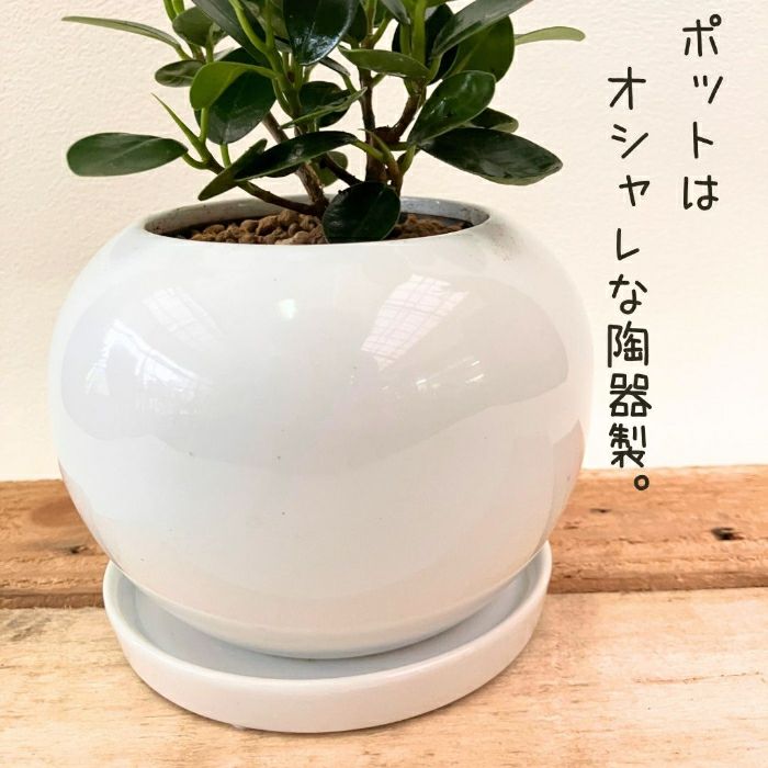 観葉植物現品販売
