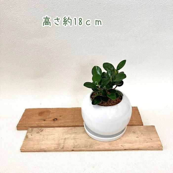 観葉植物現品販売