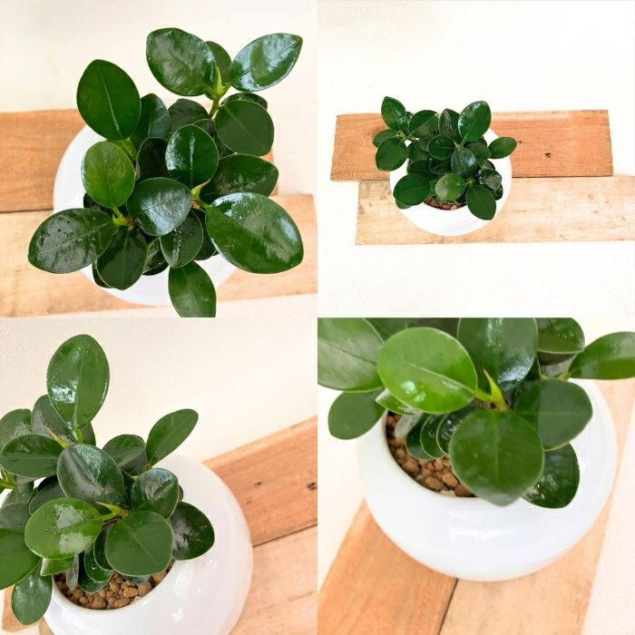 観葉植物現品販売