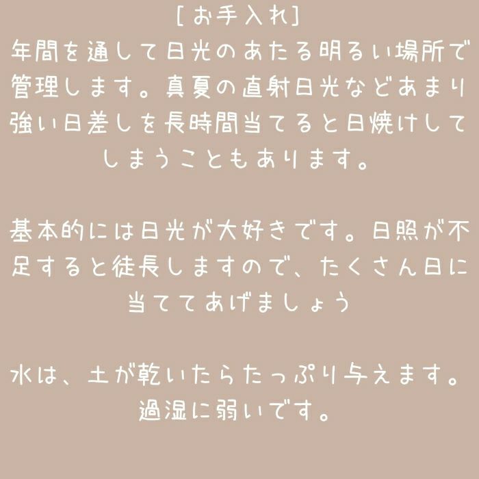 観葉植物現品販売