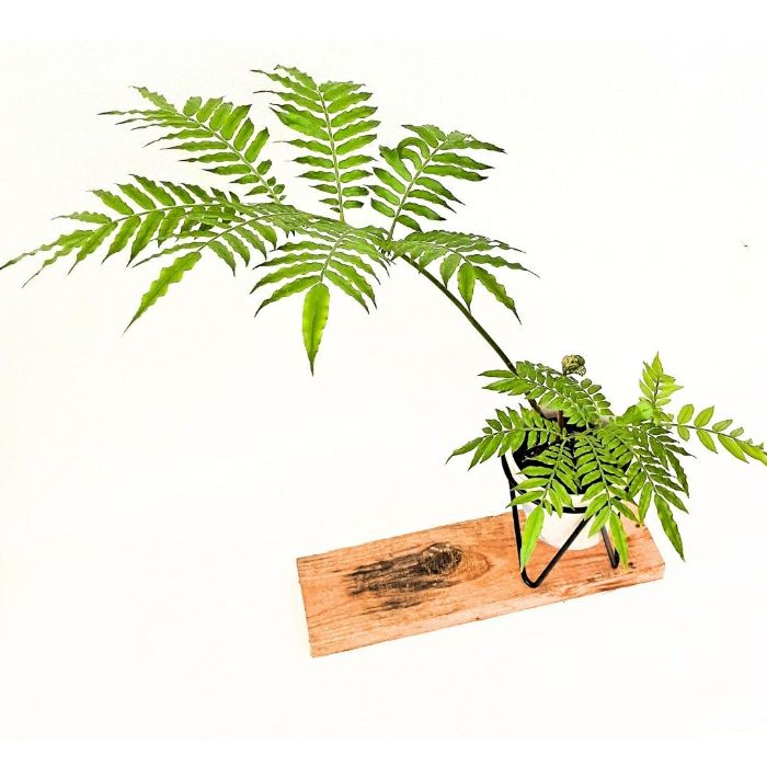 観葉植物現品販売