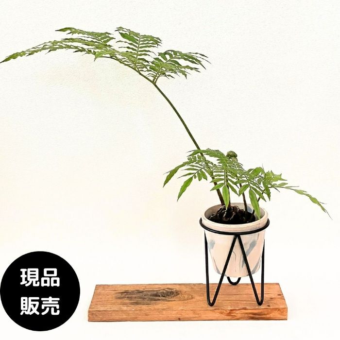 観葉植物現品販売