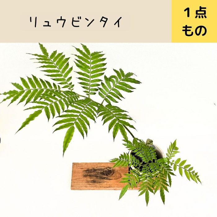 観葉植物現品販売