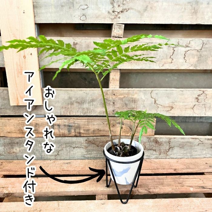 観葉植物現品販売