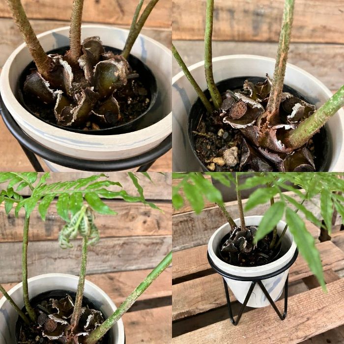 観葉植物現品販売