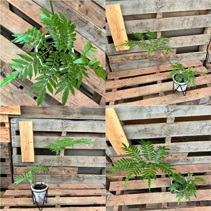 観葉植物現品販売