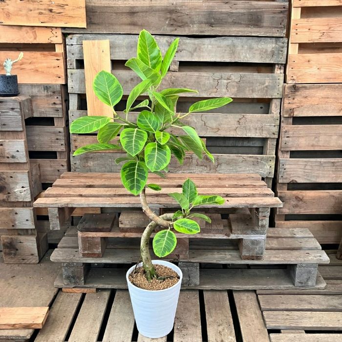 観葉植物現品販売