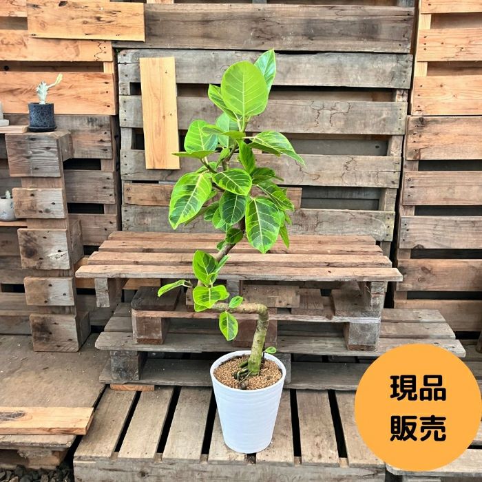観葉植物現品販売