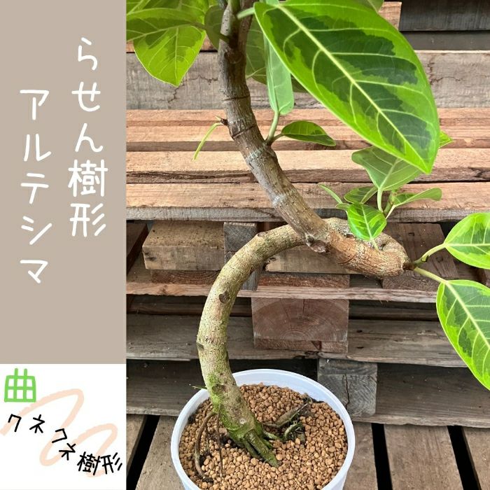 観葉植物現品販売