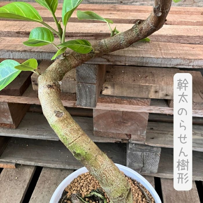 観葉植物現品販売