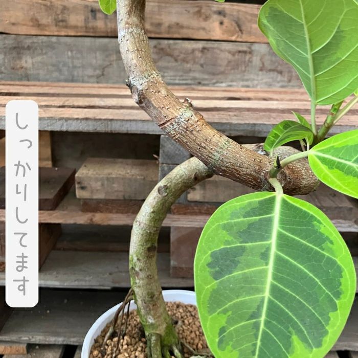 観葉植物現品販売