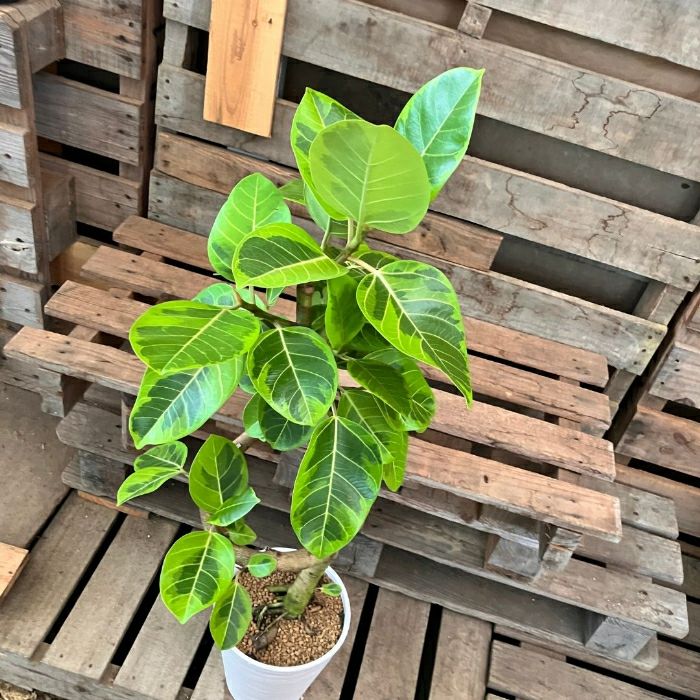 観葉植物現品販売