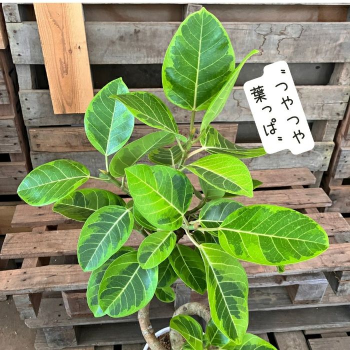 観葉植物現品販売