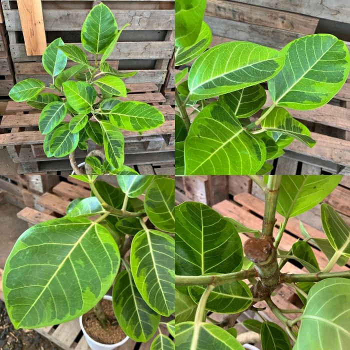 観葉植物現品販売